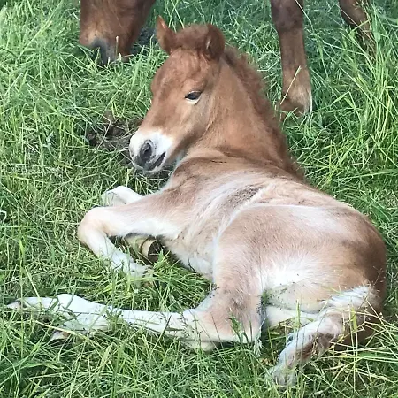 Apartamento Zweinig02 Rosswein