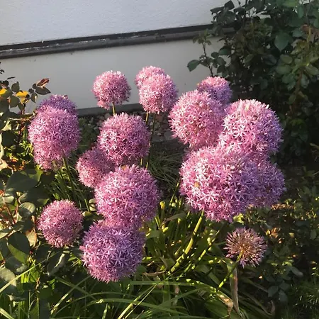 Zweinig02 * Rosswein