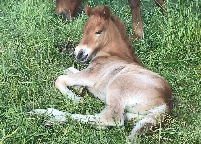 Apartament Zweinig02 Rosswein