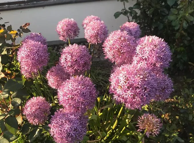 Zweinig02 * Rosswein